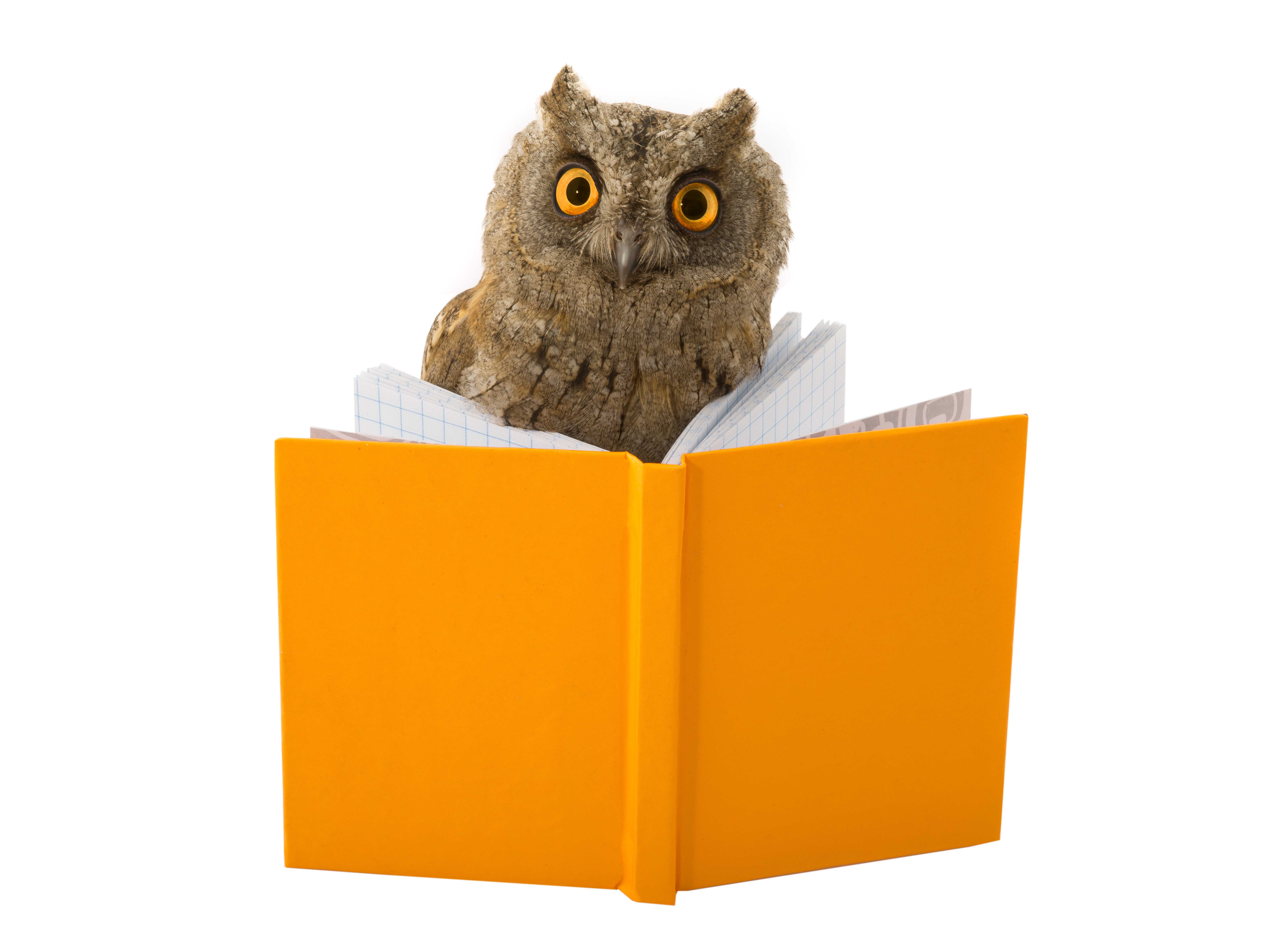 Reading Owl